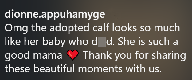 dionne.appuhamyge Omg the adopted calf looks so much like her baby who d_d. She is such a good mama Thank you for sharing these beautiful moments with us.