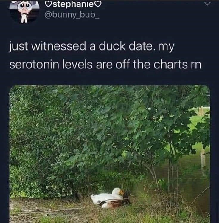 ❤stephanie♡ A @bunny_bub just witnessed a duck date. my serotonin levels are off the charts rn