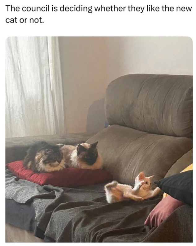 The council is deciding whether they like the new cat or not.