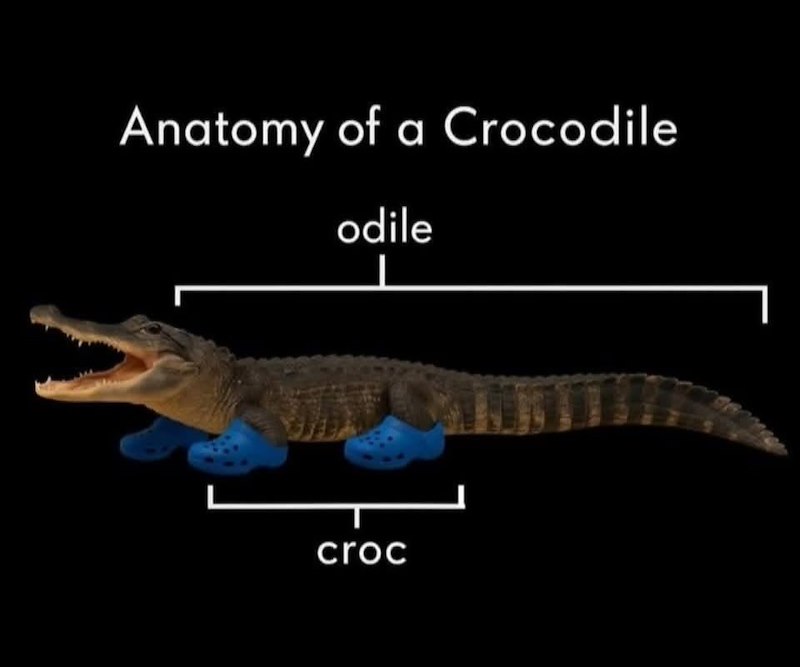 Anatomy of a Crocodile odile croc