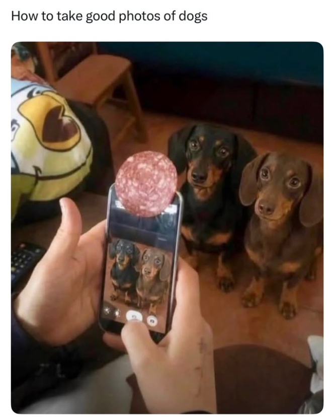 How to take good photos of dogs