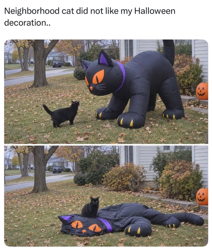 Neighborhood cat did not like my Halloween decoration..