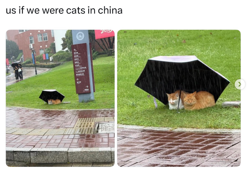 us if we were cats in china