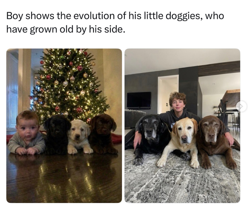 Boy shows the evolution of his little doggies, who have grown old by his side.