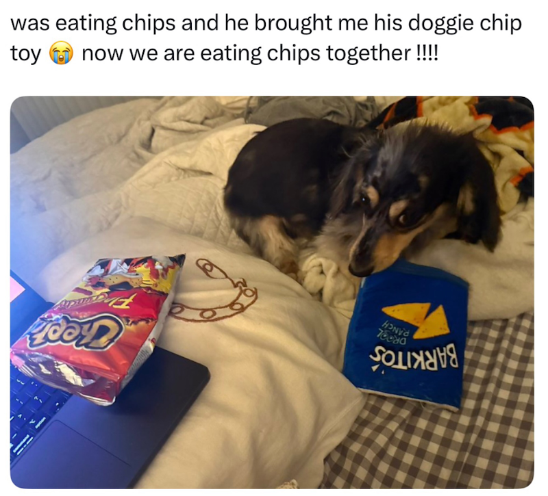 was eating chips and he brought me his doggie chip toy now we are eating chips together!!!! HONDA 78889 Годіяння