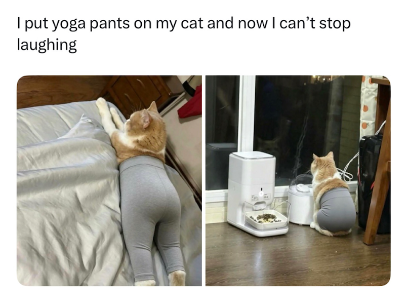 I put yoga pants on my cat and now I can't stop laughing
