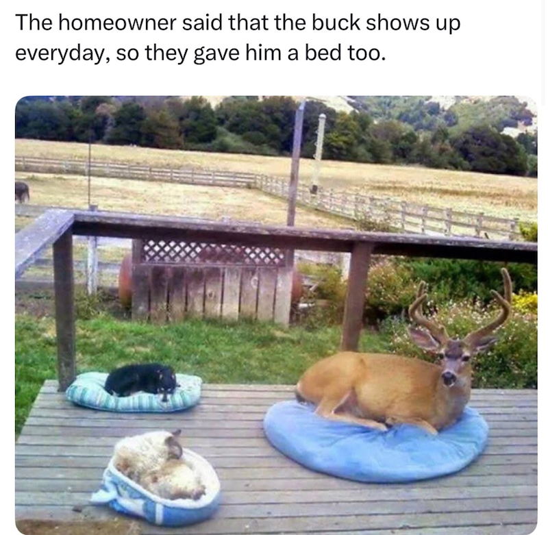 The homeowner said that the buck shows up everyday, so they gave him a bed too.