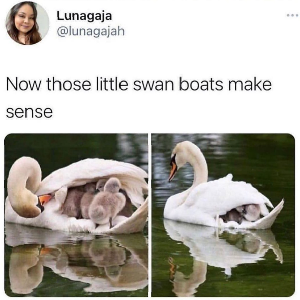 Lunagaja @lunagajah Now those little swan boats make sense