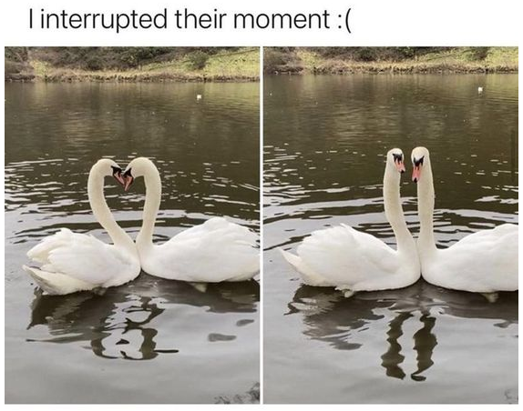 I interrupted their moment :(