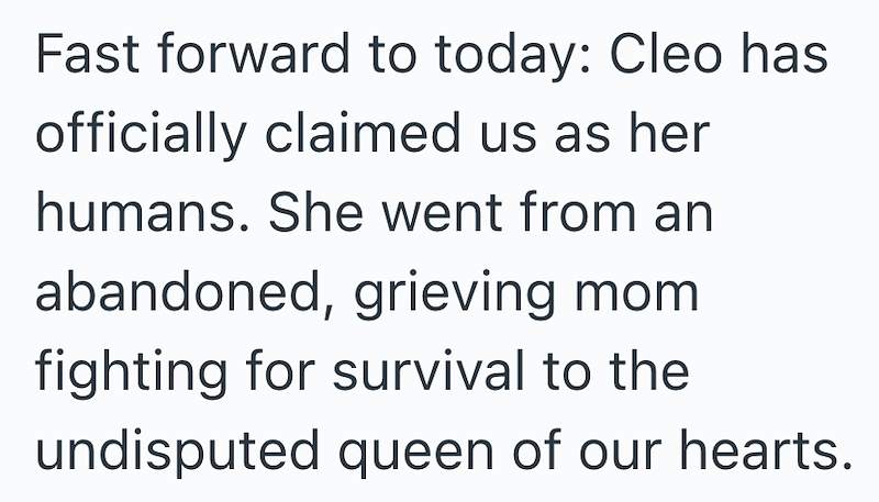 Fast forward to today: Cleo has officially claimed us as her humans. She went from an abandoned, grieving mom fighting for survival to the undisputed queen of our hearts.