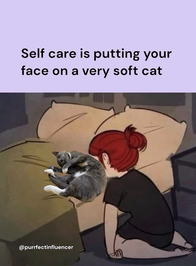 Self care is putting your face on a very soft cat @purrfectinfluencer