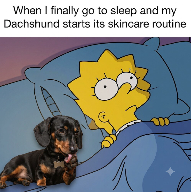 When I finally go to sleep and my Dachshund starts its skincare routine T