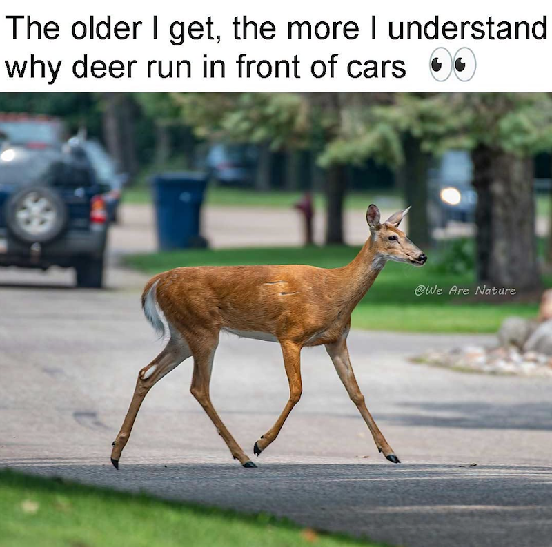 The older I get, the more I understand why deer run in front of cars @We Are Nature