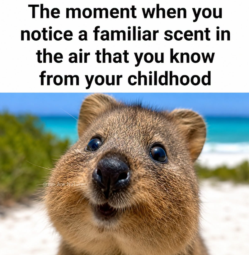 The moment when you notice a familiar scent in the air that you know from your childhood @We Are Nature