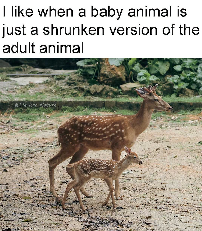 I like when a baby animal is just a shrunken version of the adult animal @We Are Nature