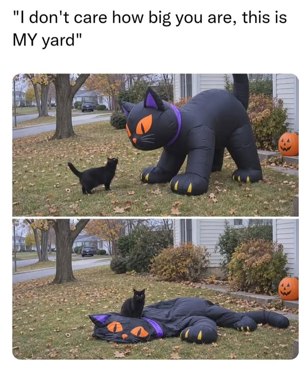 "I don't care how big you are, this is MY yard"