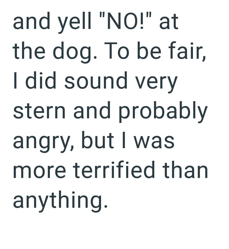 and yell "NO!" at the dog. To be fair, I did sound very stern and probably angry, but I was more terrified than anything.