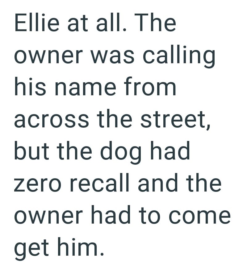 Ellie at all. The owner was calling his name from across the street, but the dog had zero recall and the owner had to come get him.
