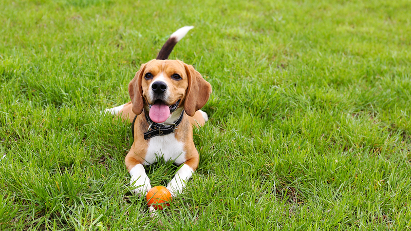 Pet Dog in Park