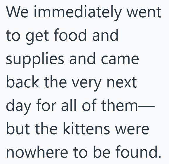 We immediately went to get food and supplies and came back the very next day for all of them— but the kittens were nowhere to be found.