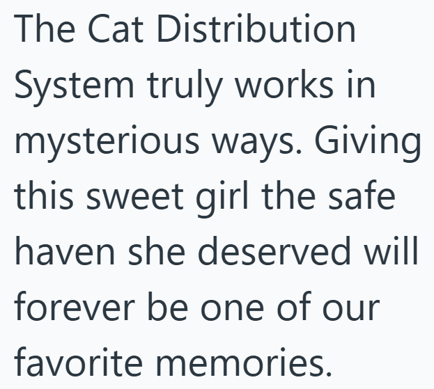 The Cat Distribution System truly works in mysterious ways. Giving this sweet girl the safe haven she deserved will forever be one of our favorite memories.