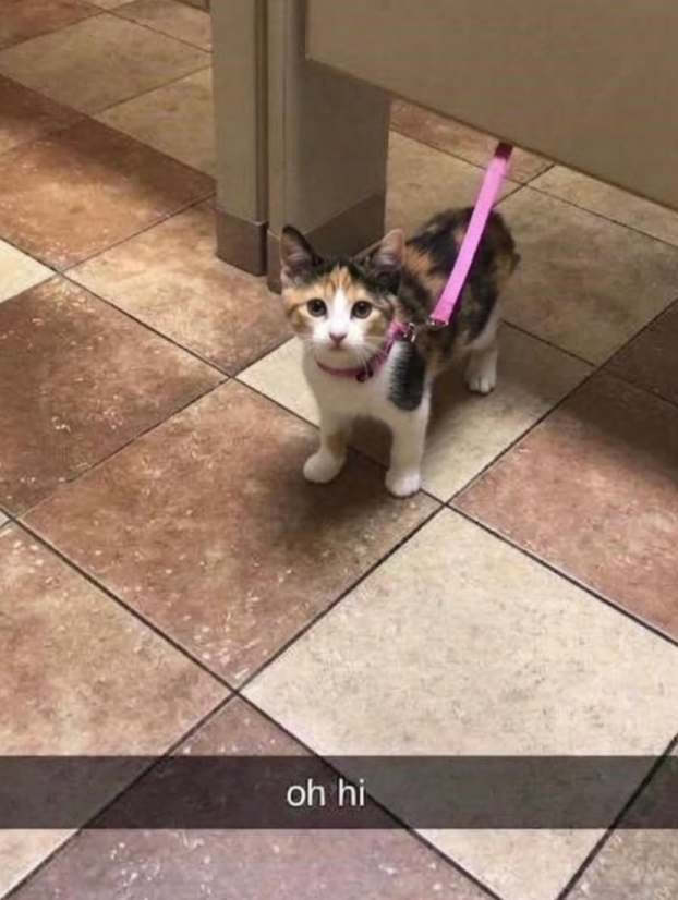 oh hi