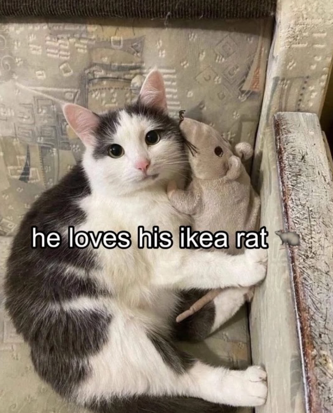 1311 289 he loves his ikea rat