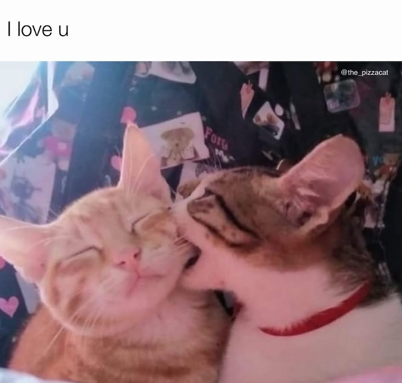I love u Forg M @the_pizzacat