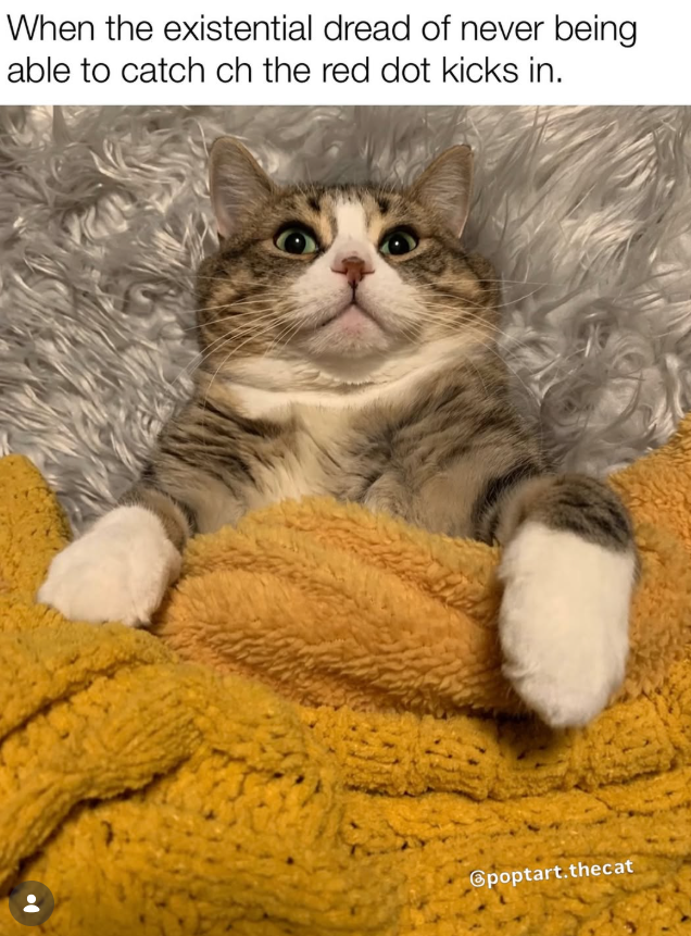 When the existential dread of never being able to catch ch the red dot kicks in. @poptart.thecat