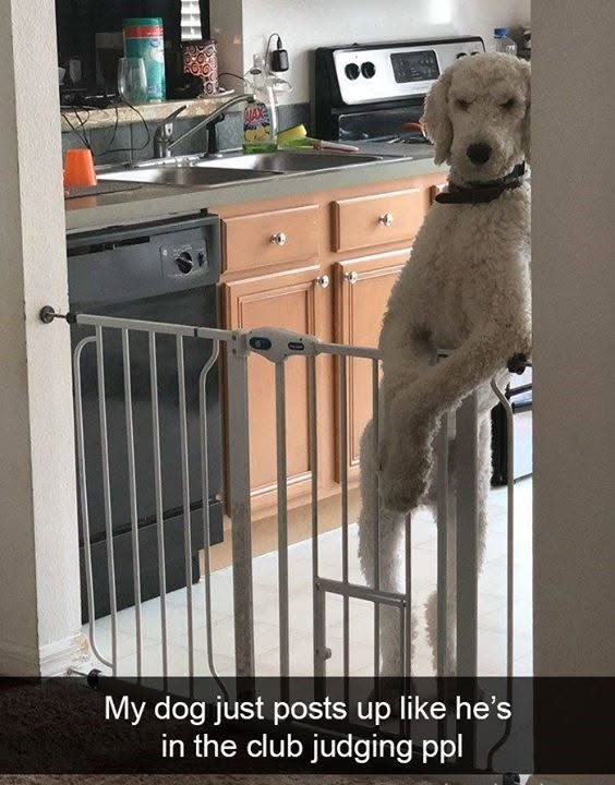 My dog just posts up like he's in the club judging ppl FEE