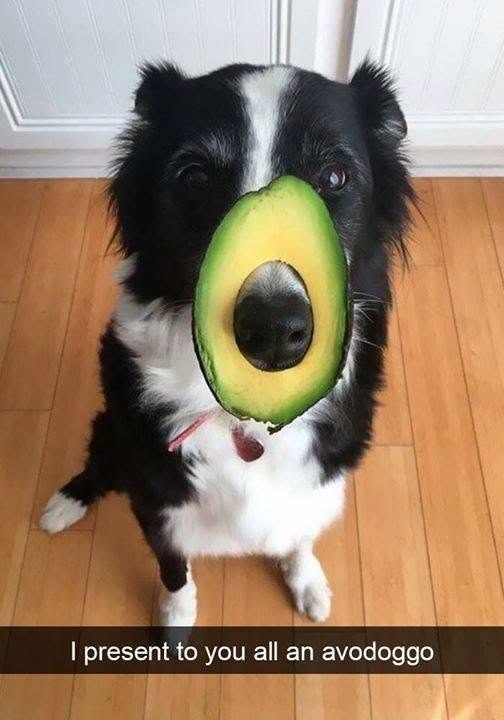 I present to you all an avodoggo
