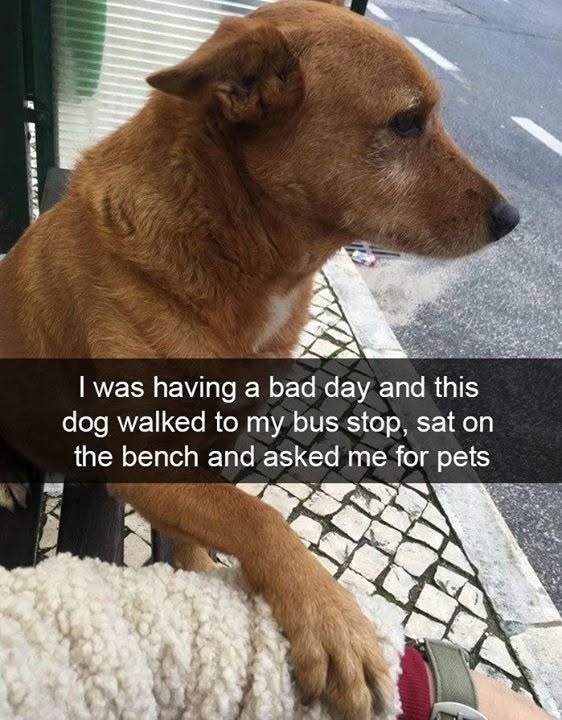 I was having a bad day and this dog walked to my bus stop, sat on the bench and asked me for pets
