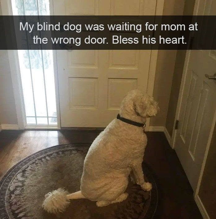 My blind dog was waiting for mom at the wrong door. Bless his heart.