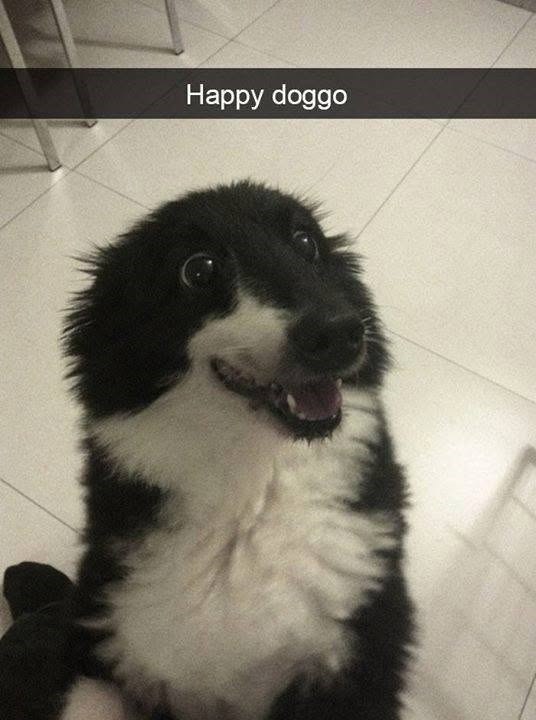 Happy doggo