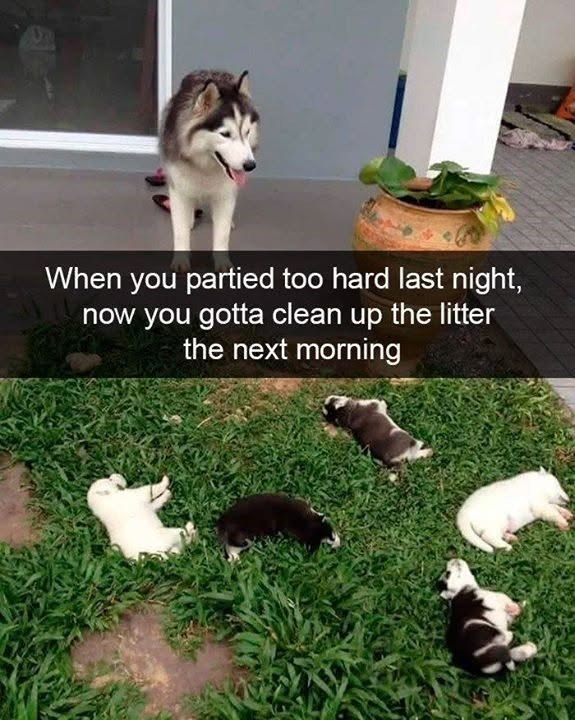 When you partied too hard last night, now you gotta clean up the litter the next morning