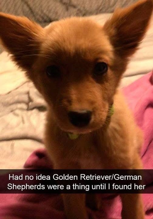 Had no idea Golden Retriever/German Shepherds were a thing until I found her