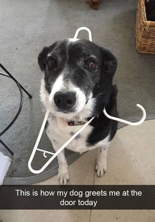 This is how my dog greets me at the door today