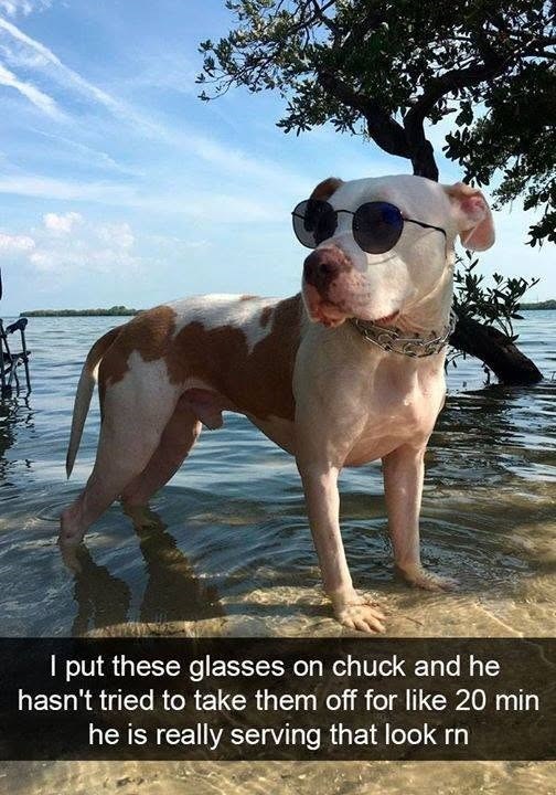 put these glasses on chuck and he hasn't tried to take them off for like 20 min he is really serving that look rn