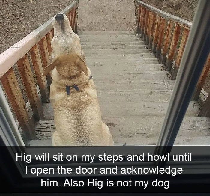 Hig will sit on my steps and howl until I open the door and acknowledge him. Also Hig is not my dog