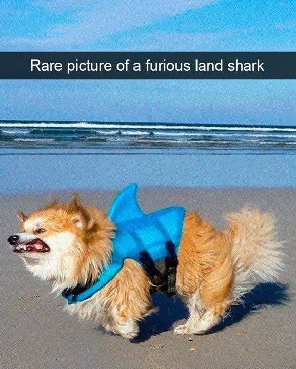 Rare picture of a furious land shark