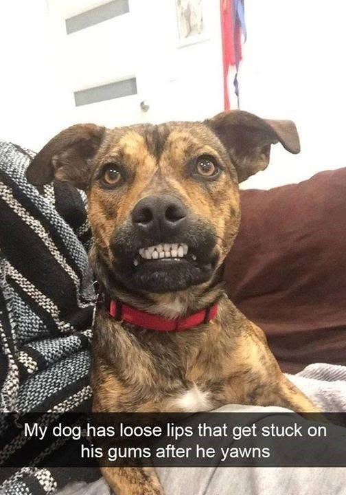 My dog has loose lips that get stuck on his gums after he yawns