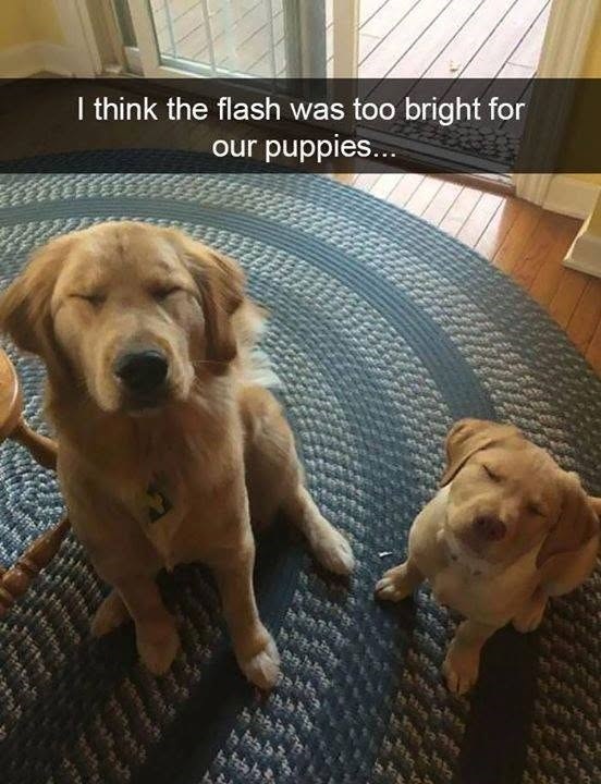 I think the flash was too bright for our puppies...