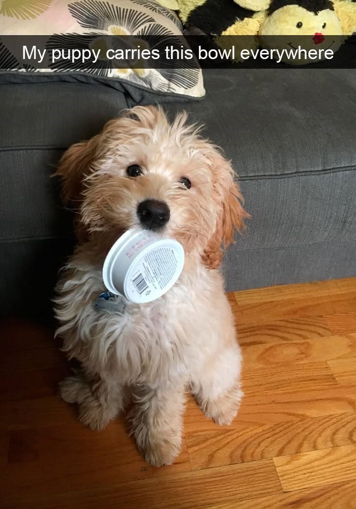 My puppy carries this bowl everywhere