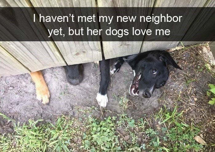 I haven't met my new neighbor yet, but her dogs love me