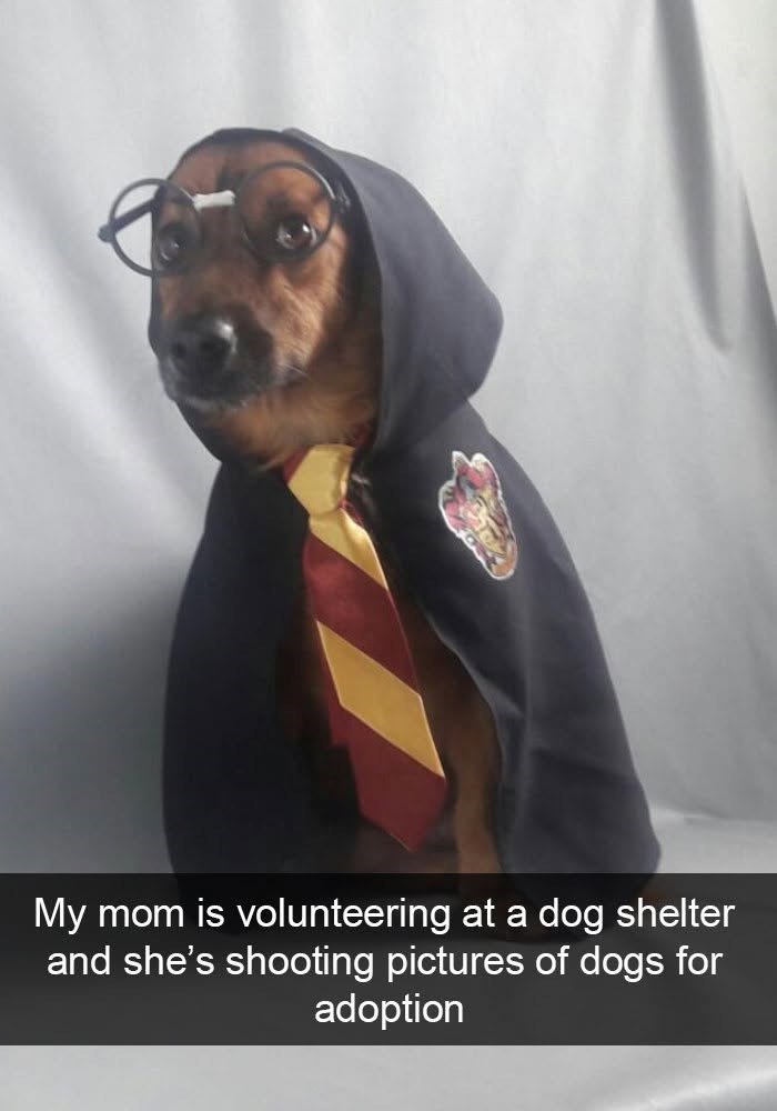 My mom is volunteering at a dog shelter and she's shooting pictures of dogs for adoption