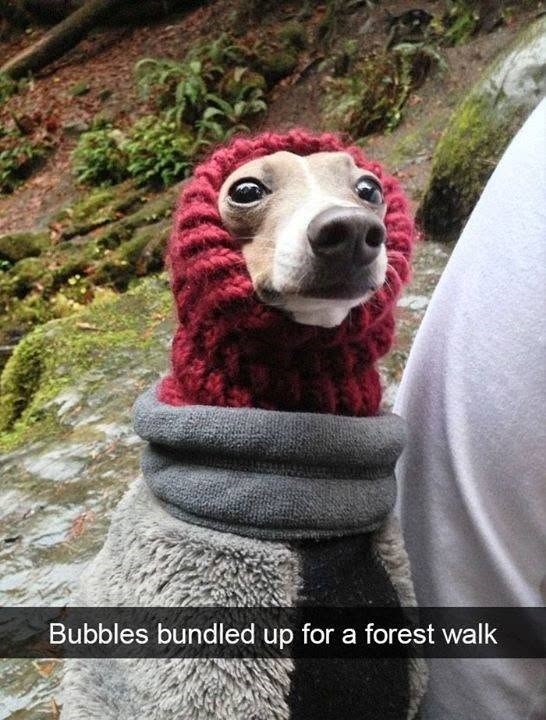 Bubbles bundled up for a forest walk