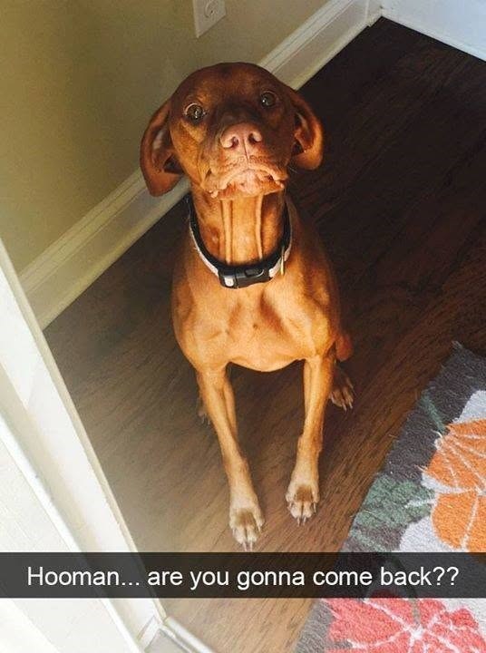Hooman... are you gonna come back??