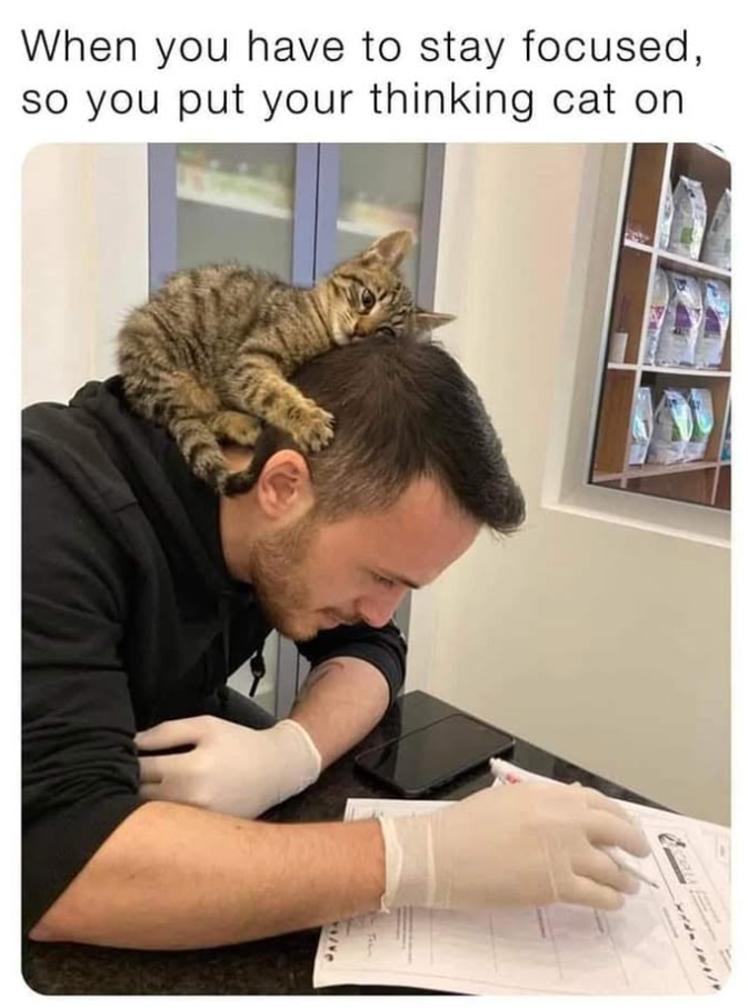 When you have to stay focused, so you put your thinking cat on 41737