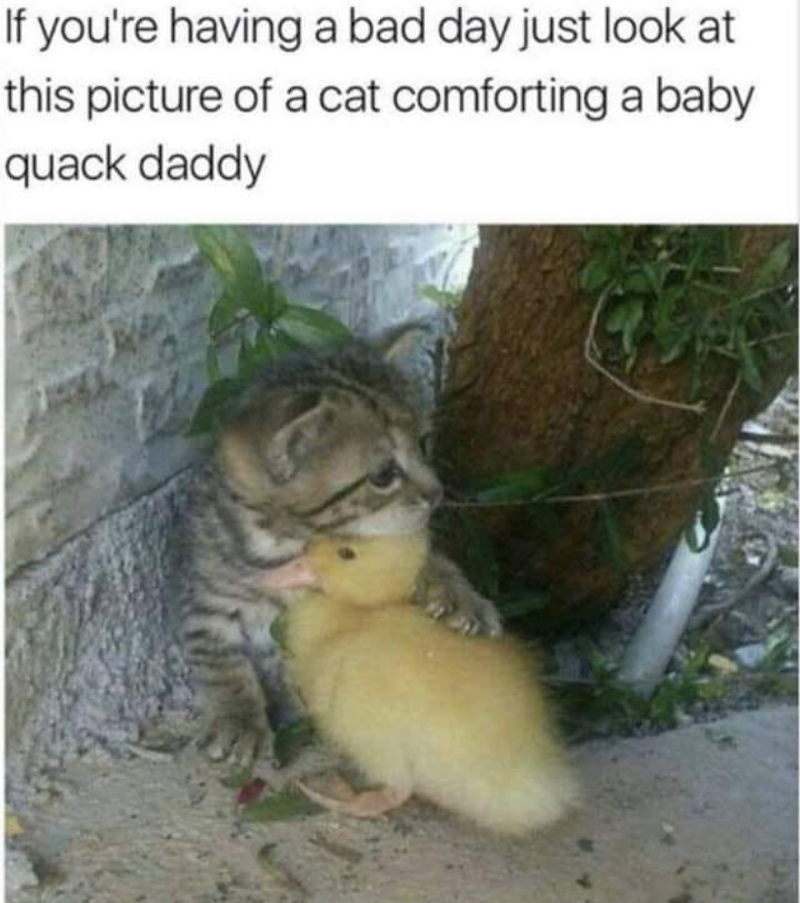 If you're having a bad day just look at this picture of a cat comforting a baby quack daddy