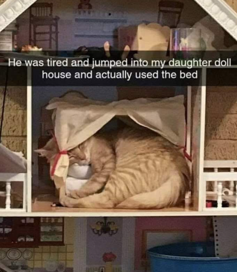 He was tired and jumped into my daughter doll house and actually used the bed 82